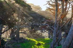 Point Lobos-3500.jpg Point Lobos-3500.jpg